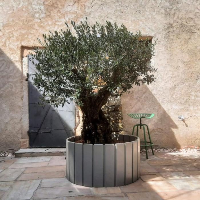 Olivenbaum in Surrounder